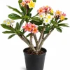 3 Pack Mixed Plumeria Cuttings – Tropical Frangipani Flower Cuttings for Outdoor Gardens - Image 1