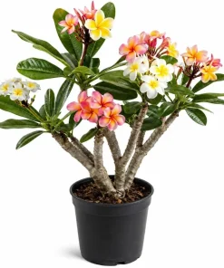 3 Pack Mixed Plumeria Cuttings – Tropical Frangipani Flower Cuttings for Outdoor Gardens - Image 1