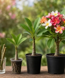 3 Pack Mixed Plumeria Cuttings – Tropical Frangipani Flower Cuttings for Outdoor Gardens - Image 4