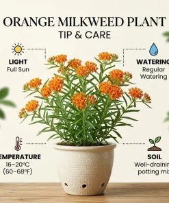 3 Pack Orange Milkweed Live Plants, 4-7 Inches Tall, Asclepias Tuberosa Perennial, Outdoor - Image 2