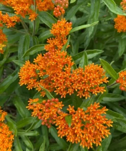 3 Pack Orange Milkweed Live Plants, 4-7 Inches Tall, Asclepias Tuberosa Perennial, Outdoor - Image 3