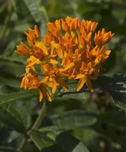3 Pack Orange Milkweed Live Plants, 4-7 Inches Tall, Asclepias Tuberosa Perennial, Outdoor - Image 4