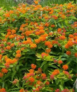 3 Pack Orange Milkweed Live Plants, 4-7 Inches Tall, Asclepias Tuberosa Perennial, Outdoor - Image 5