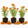 3 Pack Orange Milkweed Live Plants, 4-7 Inches Tall, Asclepias Tuberosa Perennial, Outdoor - Image 1