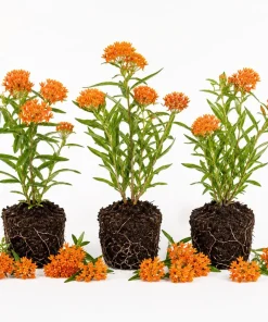 3 Pack Orange Milkweed Live Plants, 4-7 Inches Tall, Asclepias Tuberosa Perennial, Outdoor - Image 1