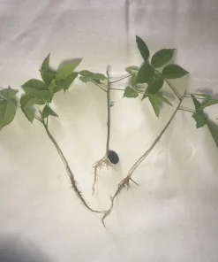 3 Purple Wisteria Rooted Seedlings - Live Climbing Vine Starter Plants, 5 in - Image 2