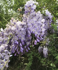 3 Purple Wisteria Rooted Seedlings - Live Climbing Vine Starter Plants, 5 in - Image 3