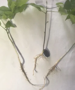 3 Purple Wisteria Rooted Seedlings - Live Climbing Vine Starter Plants, 5 in - Image 4