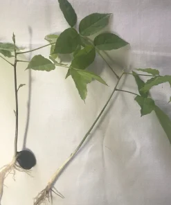 3 Purple Wisteria Rooted Seedlings - Live Climbing Vine Starter Plants, 5 in - Image 5