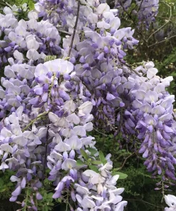3 Purple Wisteria Rooted Seedlings - Live Climbing Vine Starter Plants, 5 in - Image 1