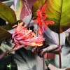 3 Red Canna Lily Rhizomes for Planting - Tropical Flower Bulbs Outdoor - Image 1