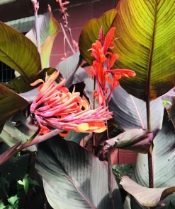 3 Red Canna Lily Rhizomes for Planting - Tropical Flower Bulbs Outdoor - Image 1