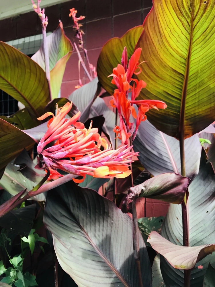 3 Red Canna Lily Rhizomes for Planting - Tropical Flower Bulbs Outdoor - Image 1