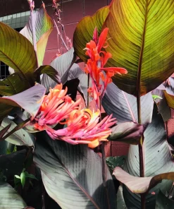 3 Red Canna Lily Rhizomes for Planting - Tropical Flower Bulbs Outdoor - Image 2
