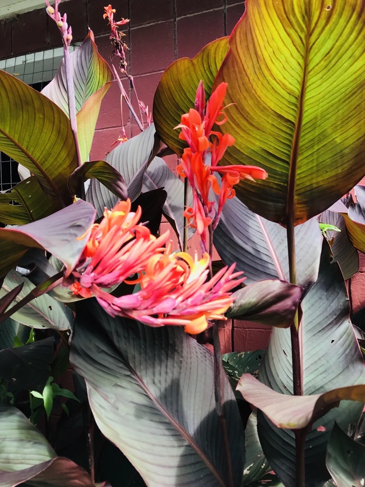 3 Red Canna Lily Rhizomes for Planting - Tropical Flower Bulbs Outdoor - Image 2