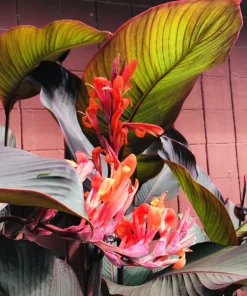 3 Red Canna Lily Rhizomes for Planting - Tropical Flower Bulbs Outdoor - Image 3