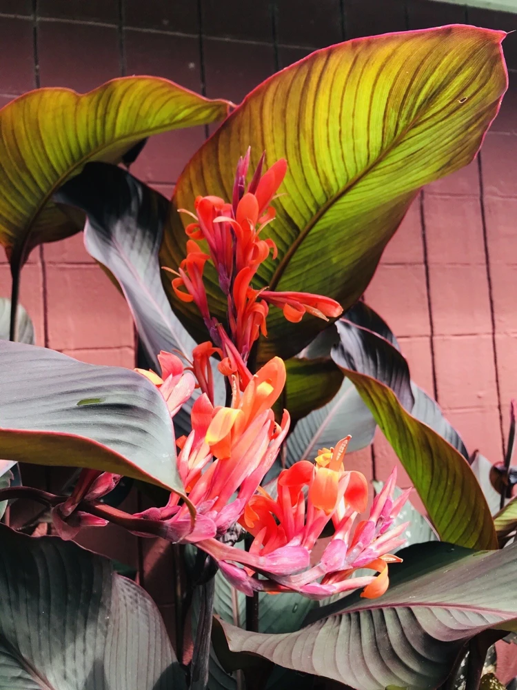 3 Red Canna Lily Rhizomes for Planting - Tropical Flower Bulbs Outdoor - Image 3