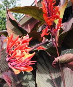 3 Red Canna Lily Rhizomes for Planting - Tropical Flower Bulbs Outdoor - Image 4