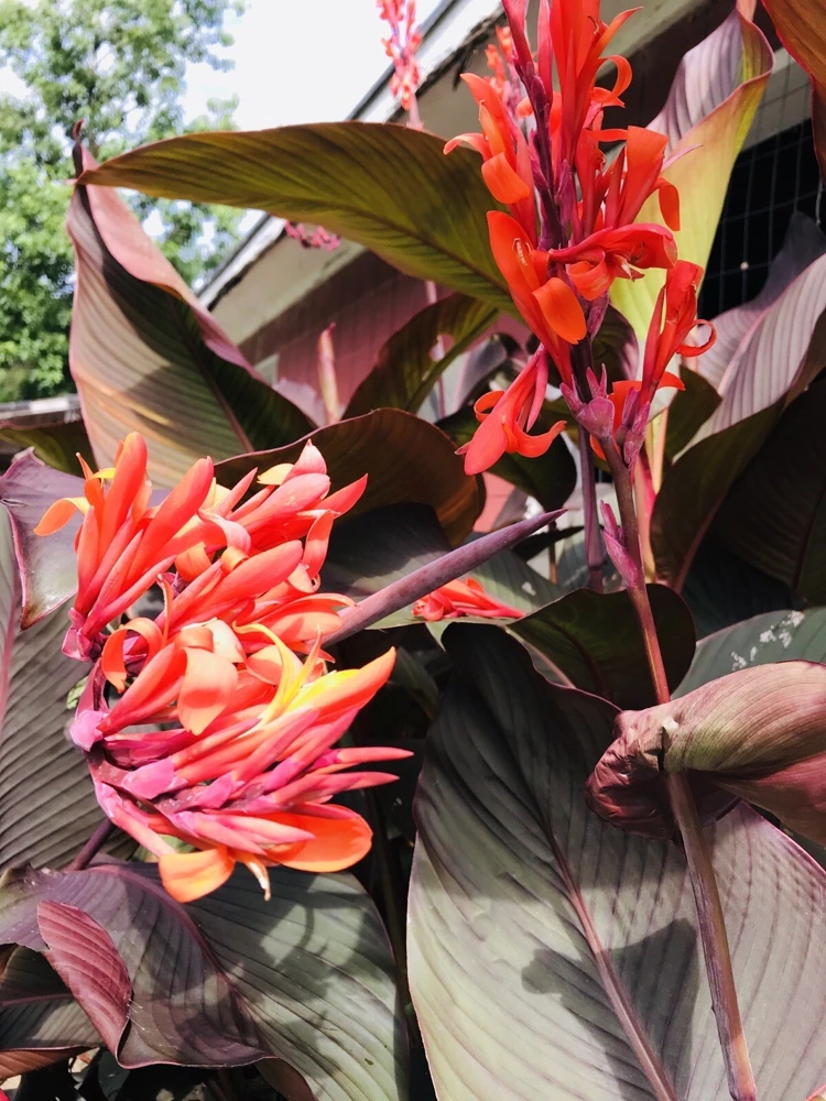 3 Red Canna Lily Rhizomes for Planting - Tropical Flower Bulbs Outdoor - Image 4