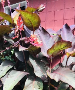 3 Red Canna Lily Rhizomes for Planting - Tropical Flower Bulbs Outdoor - Image 5
