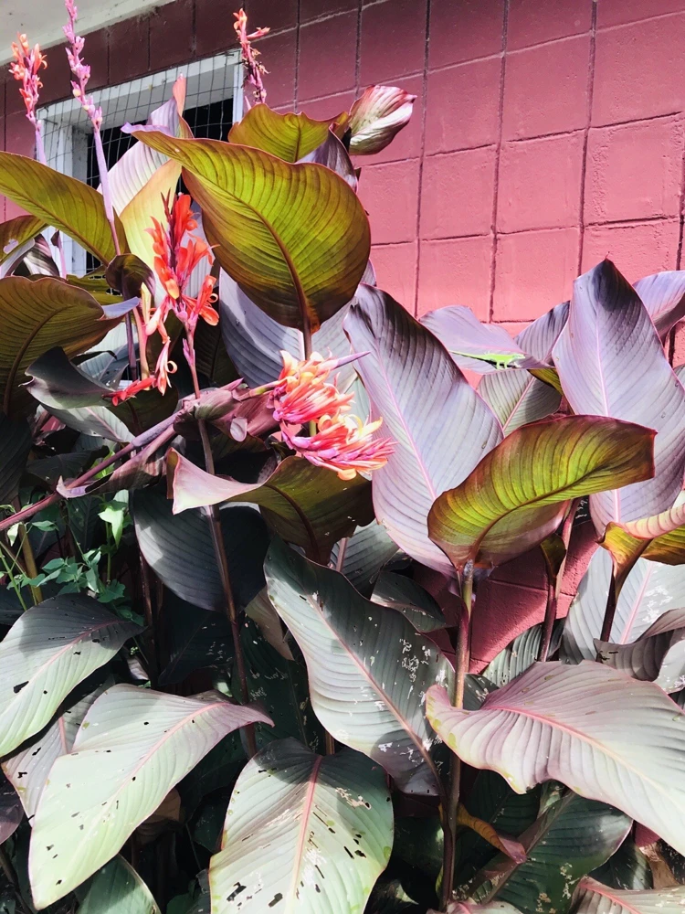 3 Red Canna Lily Rhizomes for Planting - Tropical Flower Bulbs Outdoor - Image 5