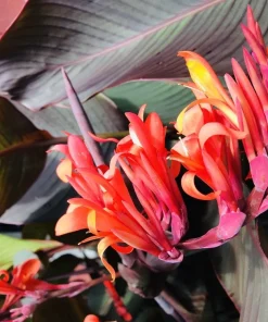 3 Red Canna Lily Rhizomes for Planting - Tropical Flower Bulbs Outdoor - Image 6