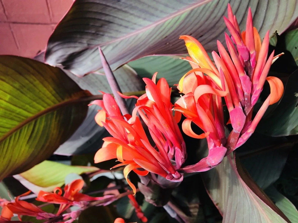 3 Red Canna Lily Rhizomes for Planting - Tropical Flower Bulbs Outdoor - Image 6