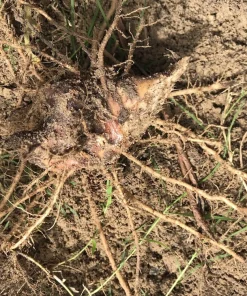 3 Red Canna Lily Rhizomes for Planting - Tropical Flower Bulbs Outdoor - Image 7