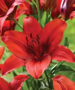 3 - RED HIGHLAND Asiatic Lily Live Flower Bulbs * GREAT POLLINATOR * U S SELLER - Image 1