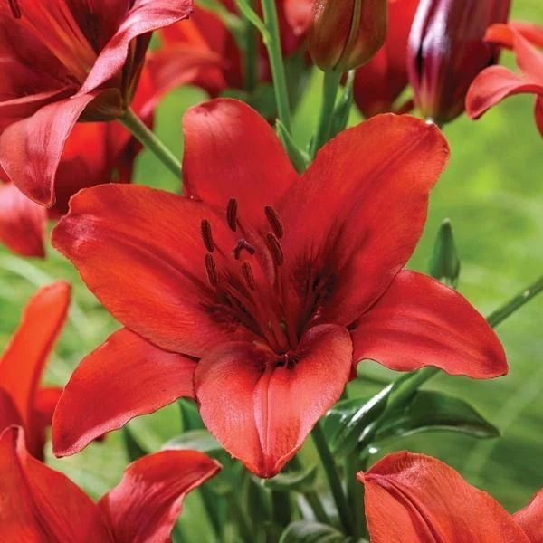 3 - RED HIGHLAND Asiatic Lily Live Flower Bulbs * GREAT POLLINATOR * U S SELLER - Image 1