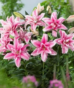3 Roselily Bulbs Live for Planting - Double Oriental Lily Flowers - Image 2