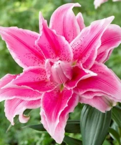 3 Roselily Bulbs Live for Planting - Double Oriental Lily Flowers - Image 3