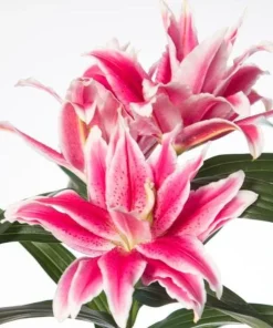 3 Roselily Bulbs Live for Planting - Double Oriental Lily Flowers - Image 4