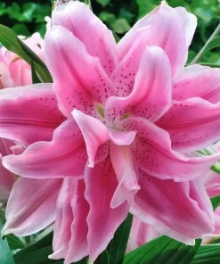 3 Roselily Bulbs Live for Planting - Double Oriental Lily Flowers - Image 5