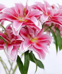 3 Roselily Bulbs Live for Planting - Double Oriental Lily Flowers - Image 6