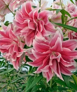 3 Roselily Bulbs Live for Planting - Double Oriental Lily Flowers - Image 7