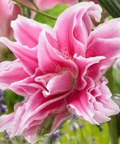 3 Roselily Bulbs Live for Planting - Double Oriental Lily Flowers - Image 8