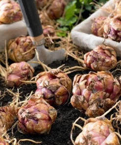 3 Roselily Bulbs Live for Planting - Double Oriental Lily Flowers - Image 9