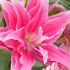 3 Roselily Bulbs Live for Planting - Double Oriental Lily Flowers - Image 1