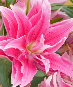 3 Roselily Bulbs Live for Planting - Double Oriental Lily Flowers - Image 1