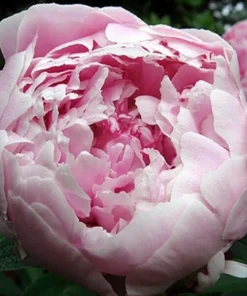 3 Sarah Bernhardt Double Peony Bulbs - Pink Perennial Flower Root Plant, Outdoor - Image 3