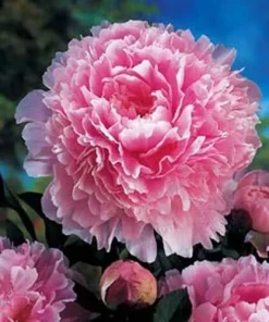 3 Sarah Bernhardt Double Peony Bulbs - Pink Perennial Flower Root Plant, Outdoor - Image 4