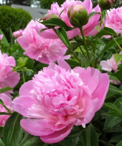 3 Sarah Bernhardt Double Peony Bulbs - Pink Perennial Flower Root Plant, Outdoor - Image 1
