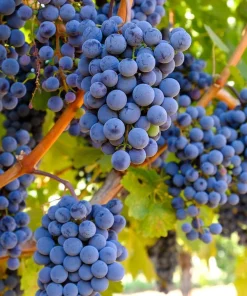 3 Seedless Grape Vine Plants - Live Canadice, Venus, Thompson Varieties - Outdoor - Image 2