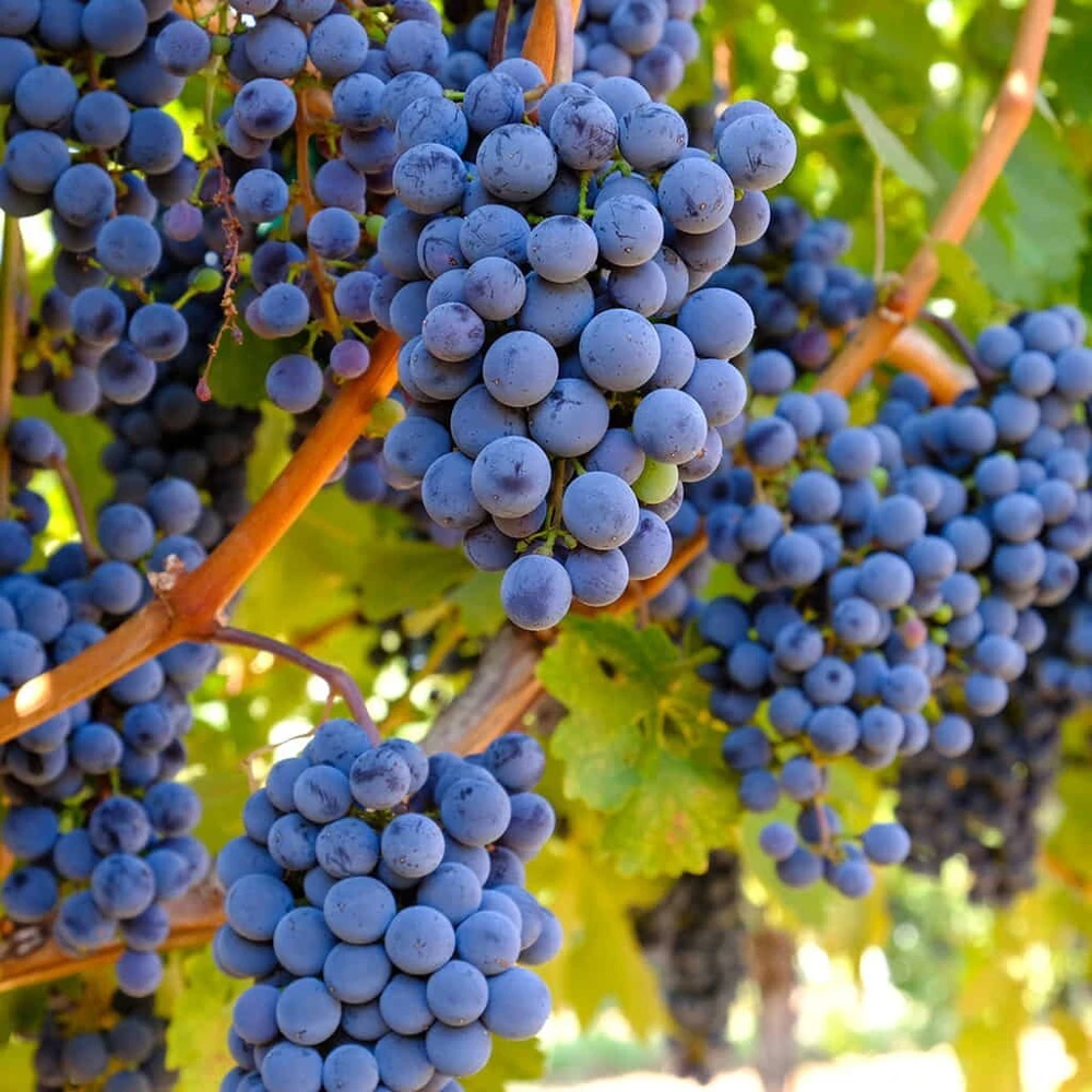3 Seedless Grape Vine Plants - Live Canadice, Venus, Thompson Varieties - Outdoor - Image 2