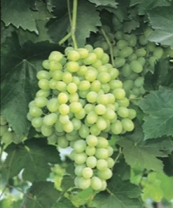 3 Seedless Grape Vine Plants - Live Canadice, Venus, Thompson Varieties - Outdoor - Image 3
