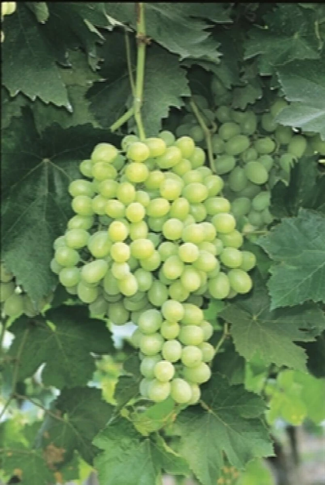 3 Seedless Grape Vine Plants - Live Canadice, Venus, Thompson Varieties - Outdoor - Image 3