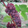 3 Seedless Grape Vine Plants - Live Canadice, Venus, Thompson Varieties - Outdoor - Image 1
