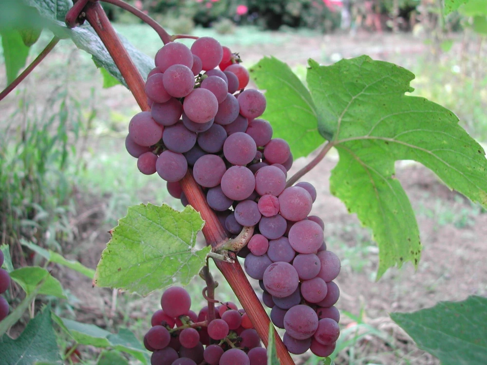 3 Seedless Grape Vine Plants - Live Canadice, Venus, Thompson Varieties - Outdoor - Image 1