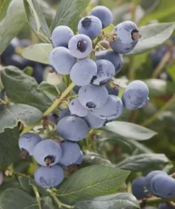 3 Vaccinium 'Sunshine Blue' Blueberry Plants- Semi Evergreen Blueberry- #1 Container - Image 3